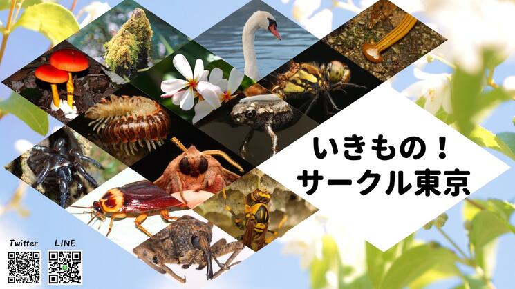 いきもの！サークル東京 イメージ